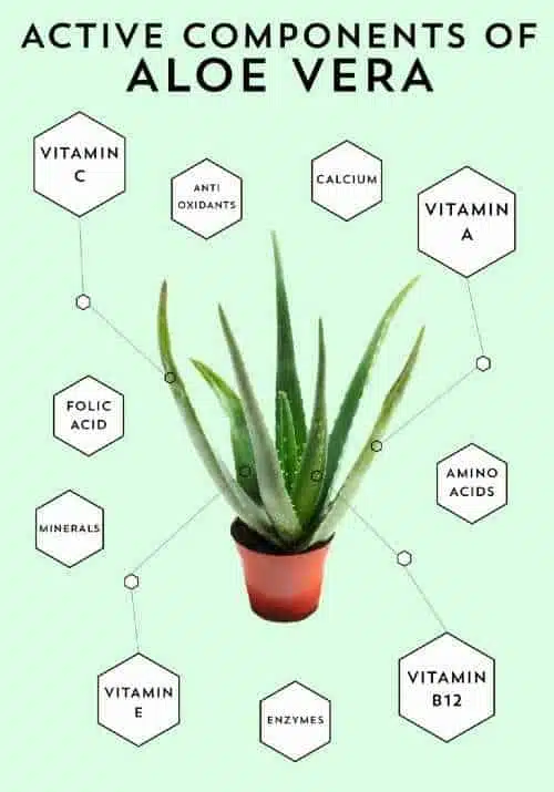 Aloe Vera composition