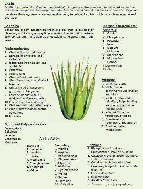 Properties Of Aloe Vera