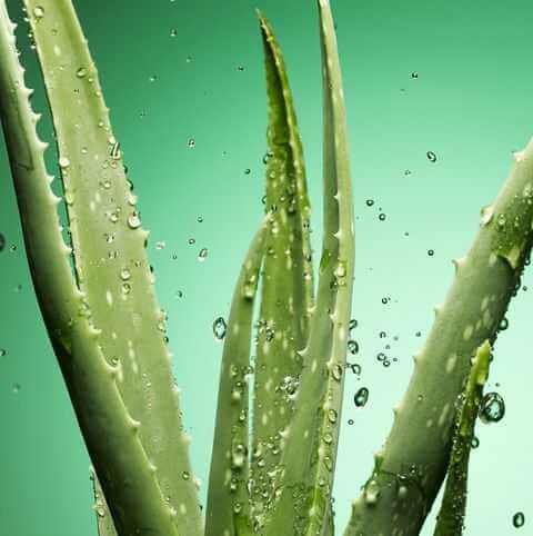 Benefits Of Aloe Vera