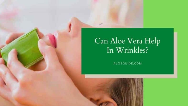 Secret Of Aloe Vera for Wrinkles and Anti Aging