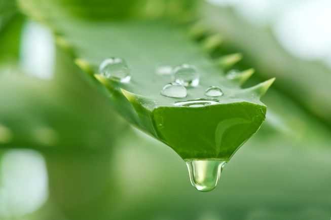 Healing Properties Of Aloe Vera