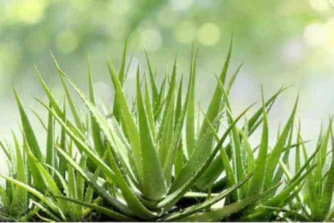 how to choose best aloe vera products