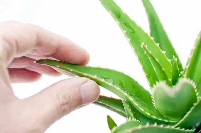 We Love Aloe