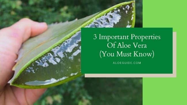 3 Important Properties Of Aloe Vera (What You Should Know Before Start Using!)