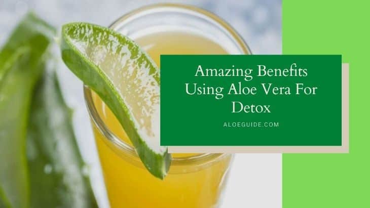 7 Amazing Benefits Using Aloe Vera For Detox