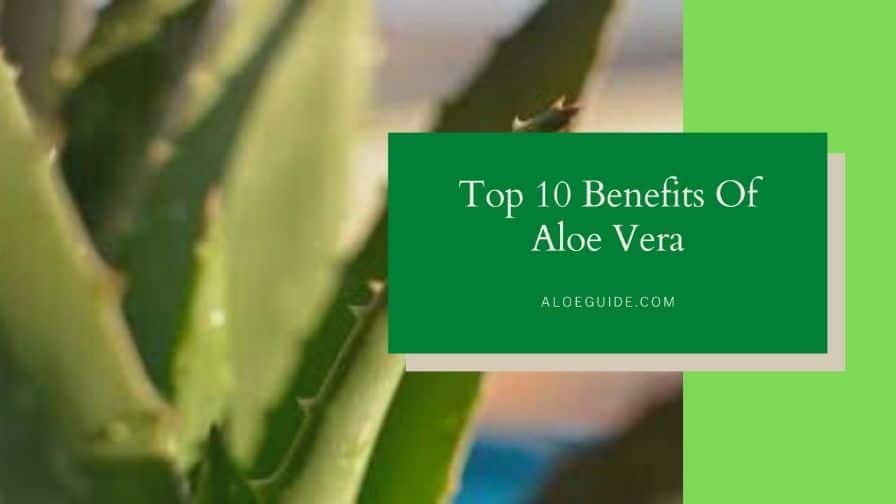 10 Major Benefits Of Aloe Vera (You Should Know!)