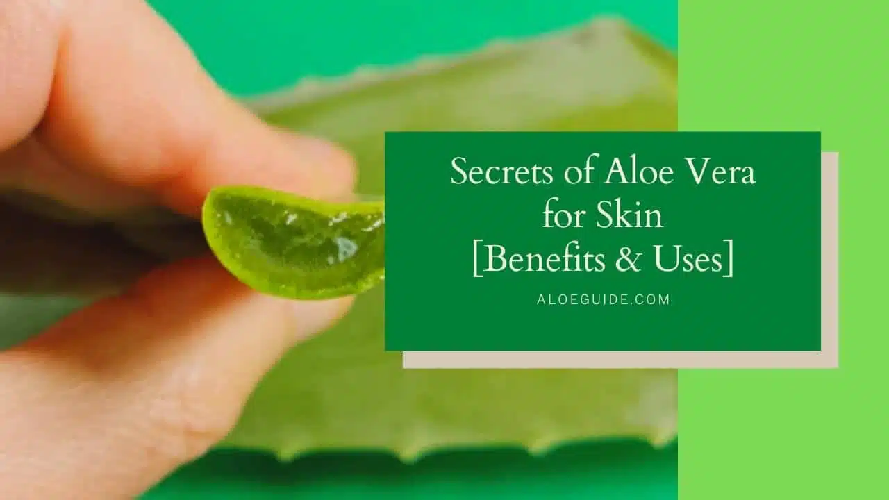 Aloe Vera For Skin and Face