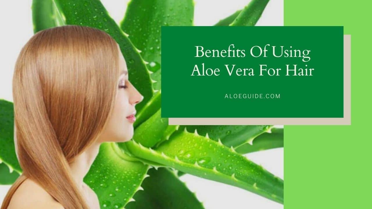 Aloe Vera For Hair