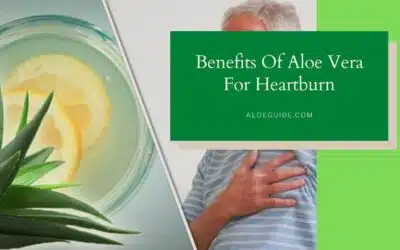 Aloe Vera For Heartburn