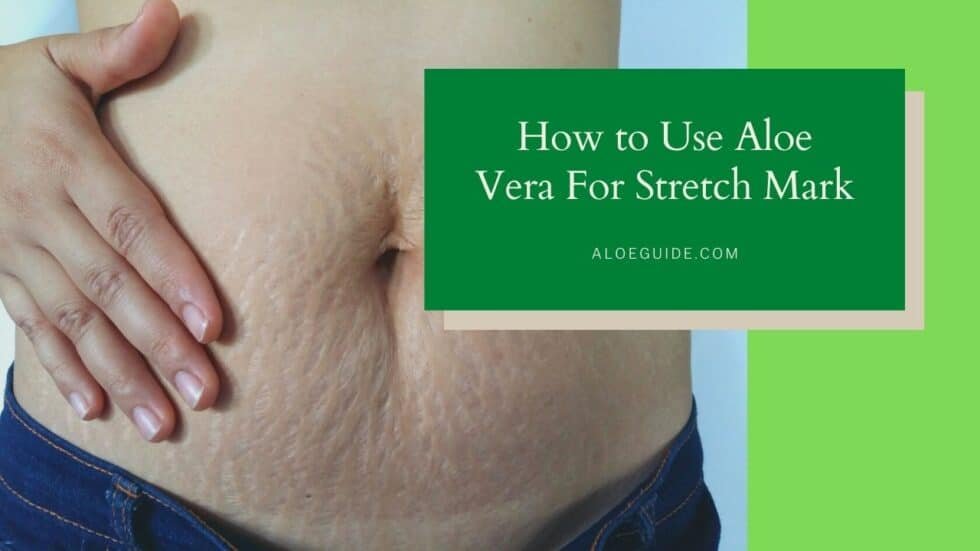 Benefits Of Using Aloe Vera For Stretch Marks Aloe Guide