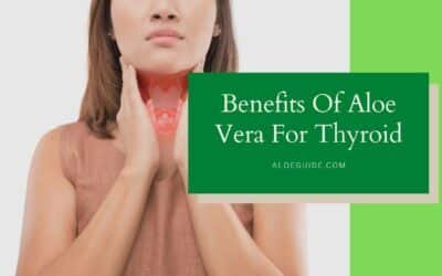 Aloe Vera For Thyroid [Does it Really Works?]