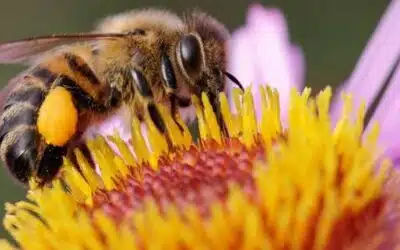 Bee Propolis [Benefits & Uses You Need to Know!]