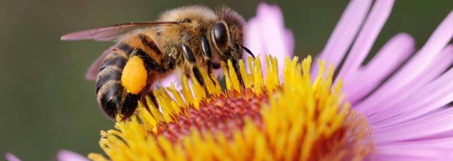 Bee Propolis [Benefits & Uses You Need to Know!]