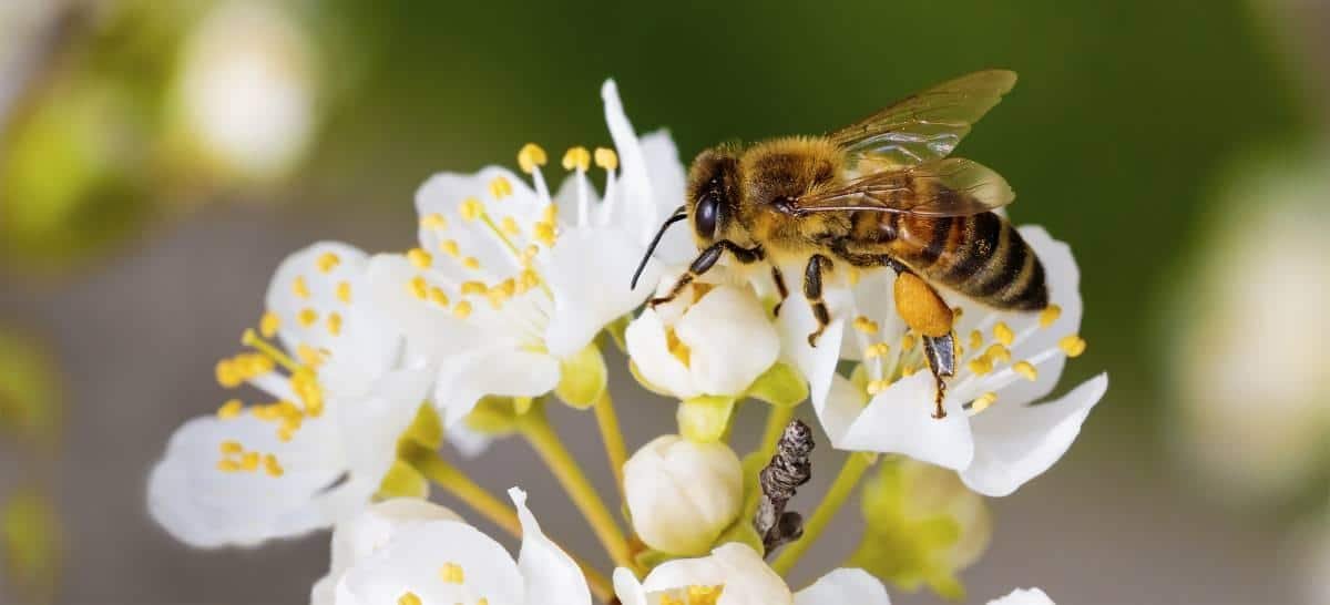 What is Bee Pollen